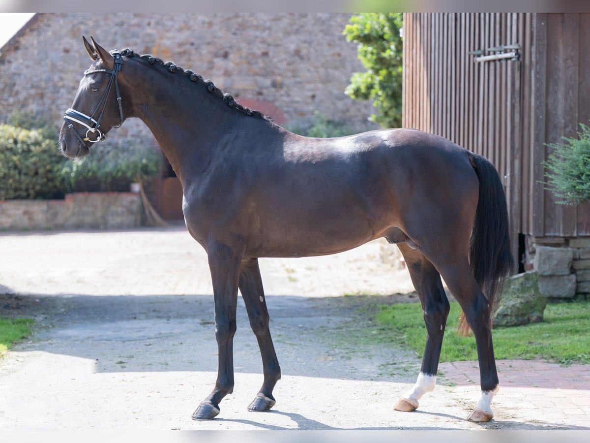 Westfale Hengst 4 Jahre 165 cm Schwarzbrauner in Bramsche