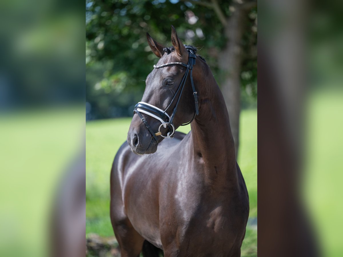 Westfale Hengst 4 Jahre 165 cm Schwarzbrauner in Bramsche