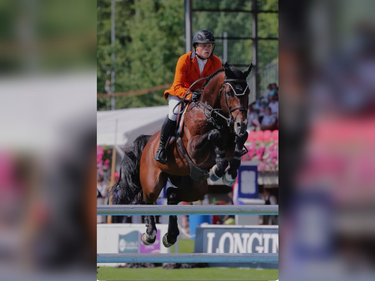 Westfale Hengst 4 Jahre 167 cm Brauner in Waltrop Westfale Hengst 4 Jahre 167 cm Brauner in Waltrop