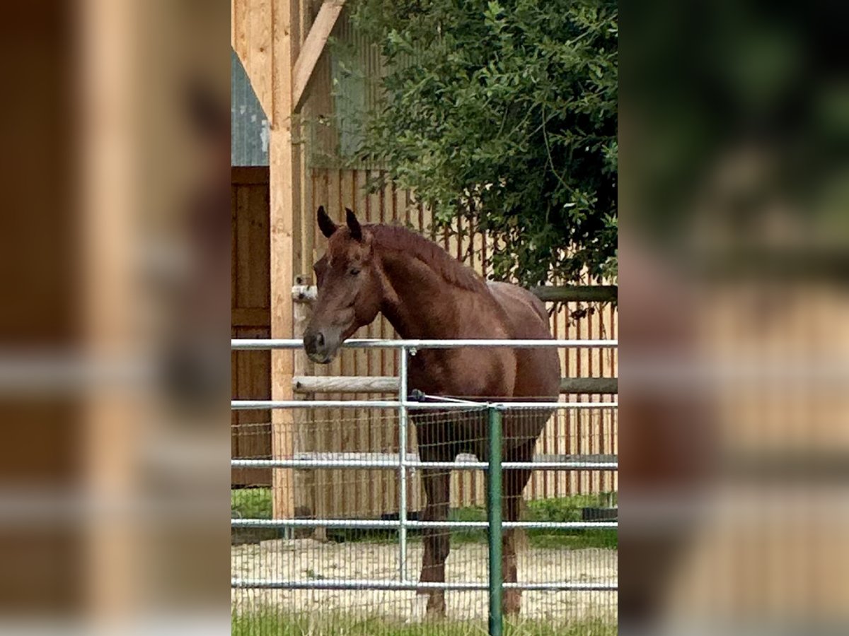 Westfale Hengst 4 Jahre 167 cm Dunkelfuchs in Wagenfeld