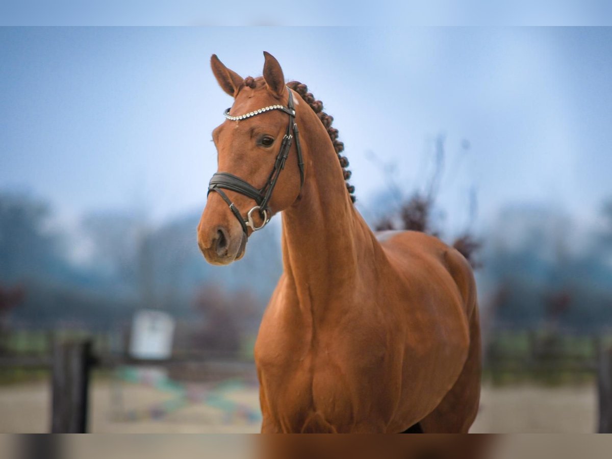 Westfale Hengst 5 Jahre 168 cm Fuchs in Rhede