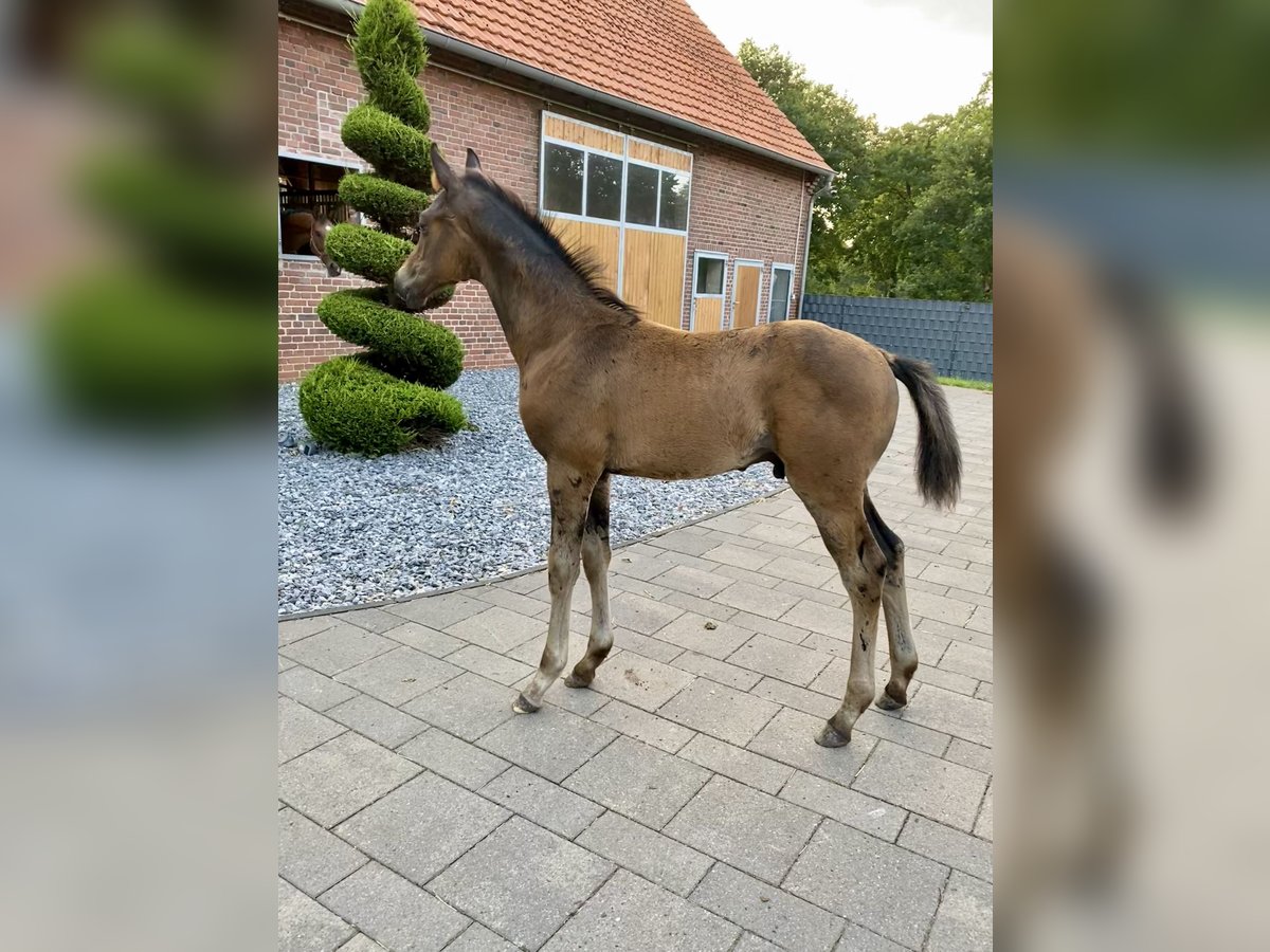 Westfale Hengst  168 cm Brauner in Recke