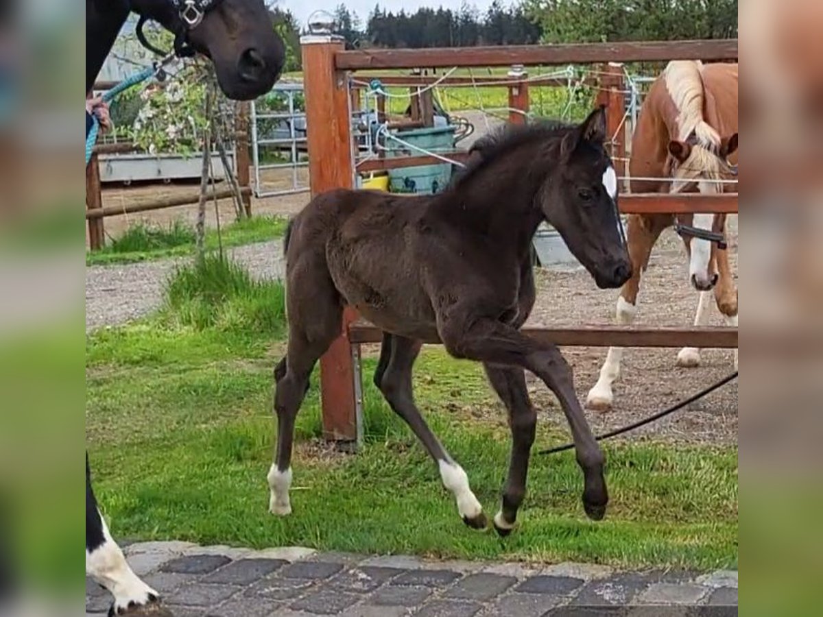 Westfale Hengst  168 cm Schwarzbrauner in Mindelheim