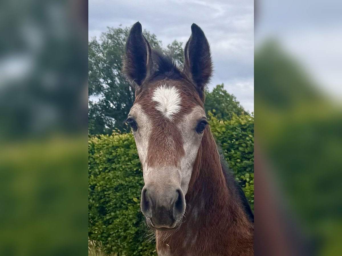 Westfale Hengst  169 cm Schimmel in Warendorf