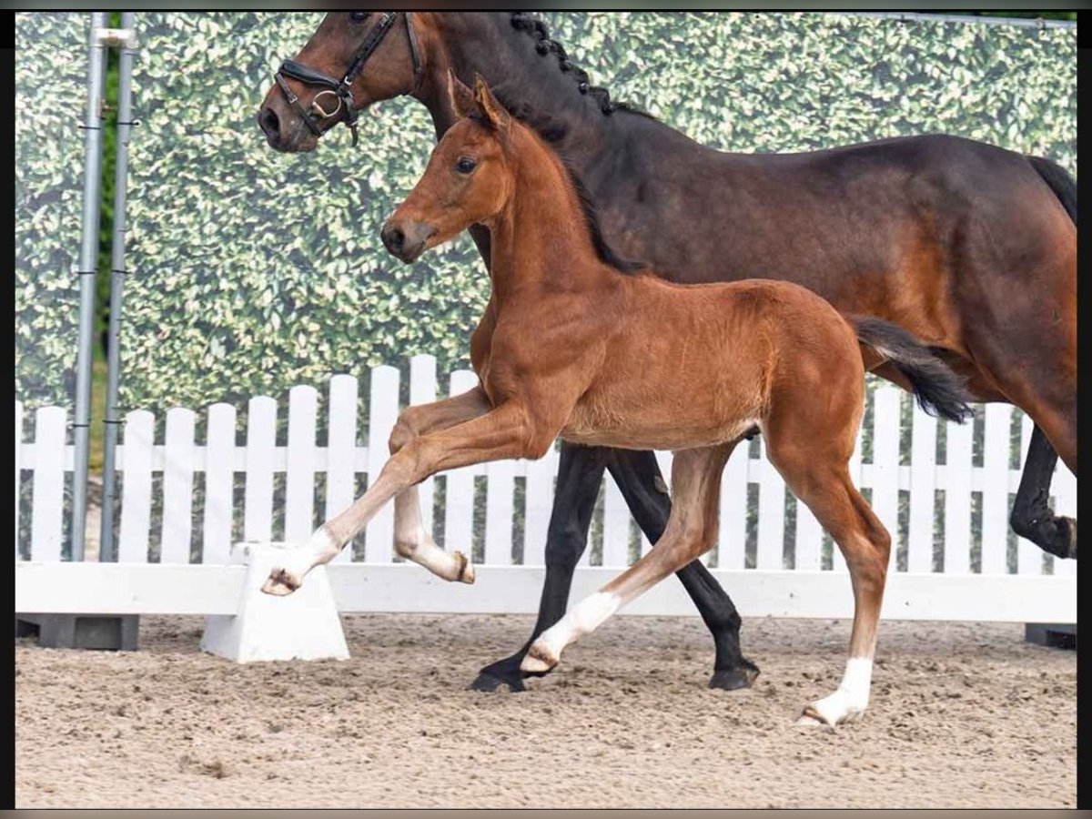 Westfale Hengst  170 cm Brauner in Lienen