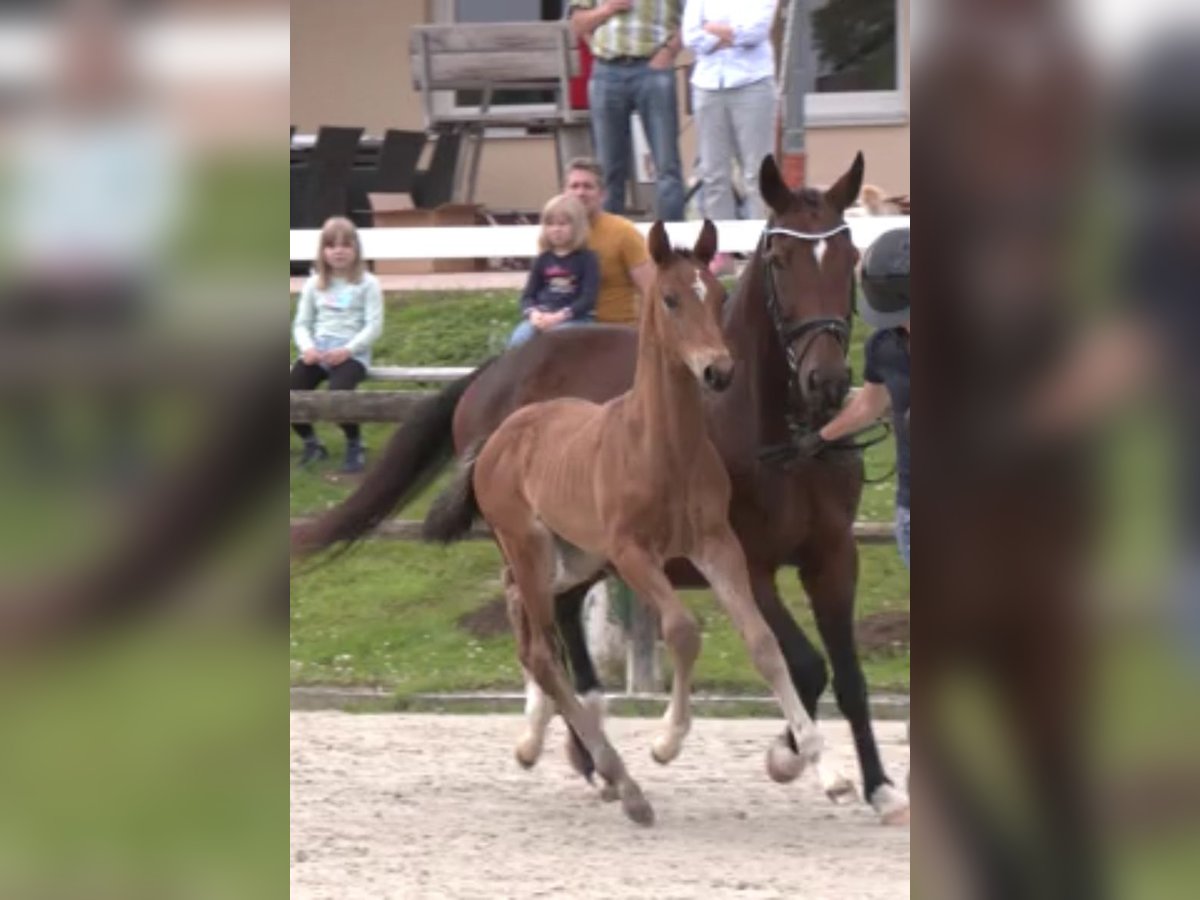 Westfale Hengst  170 cm Brauner in Kalletal