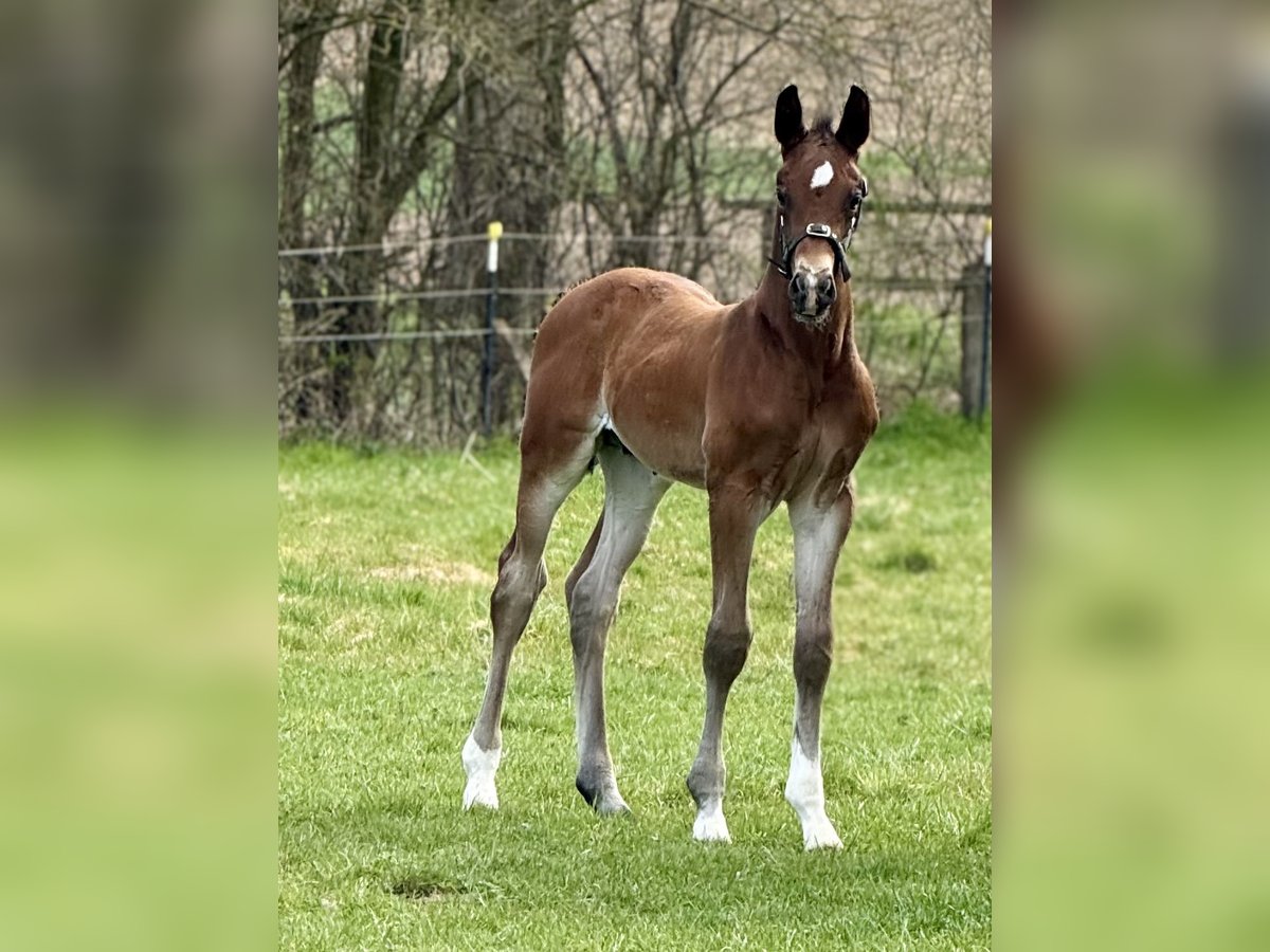 Westfale Hengst  170 cm Brauner in Emmerthal
