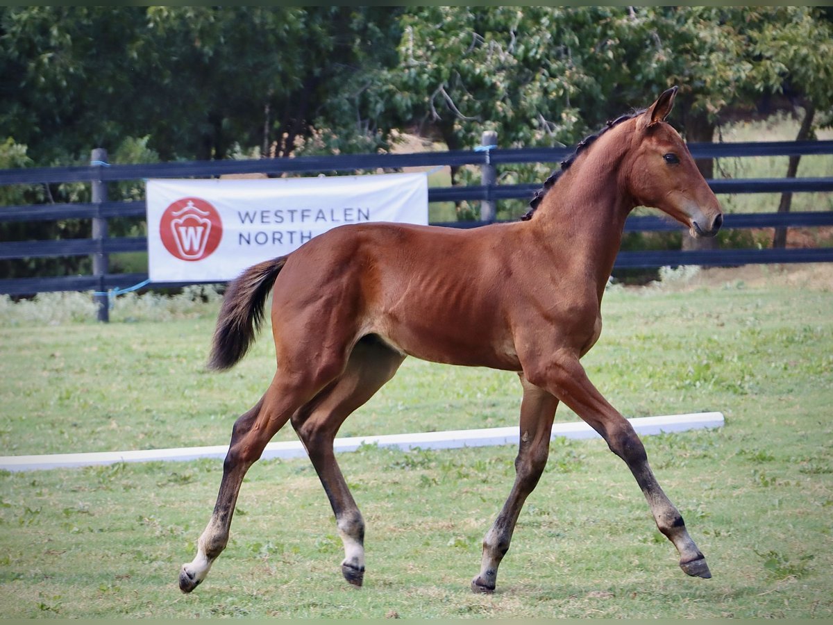 Westfale Hengst Fohlen (06/2024) 170 cm Brauner in Cashion