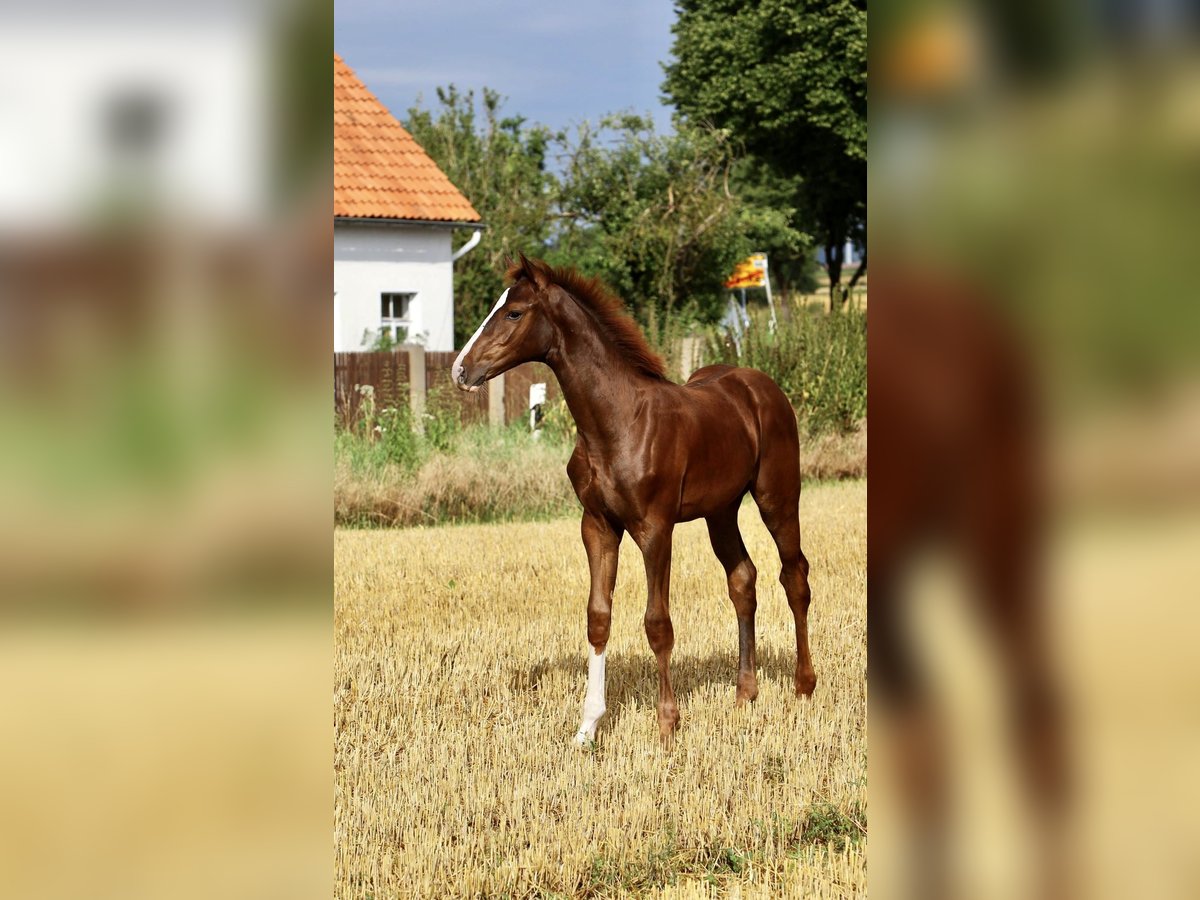 Westfale Hengst Fohlen (03/2024) 170 cm Dunkelfuchs in Emmerthal