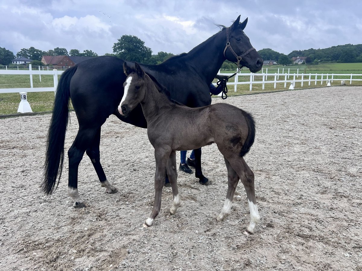Westfale Hengst  170 cm Rappe in ReckeRecke