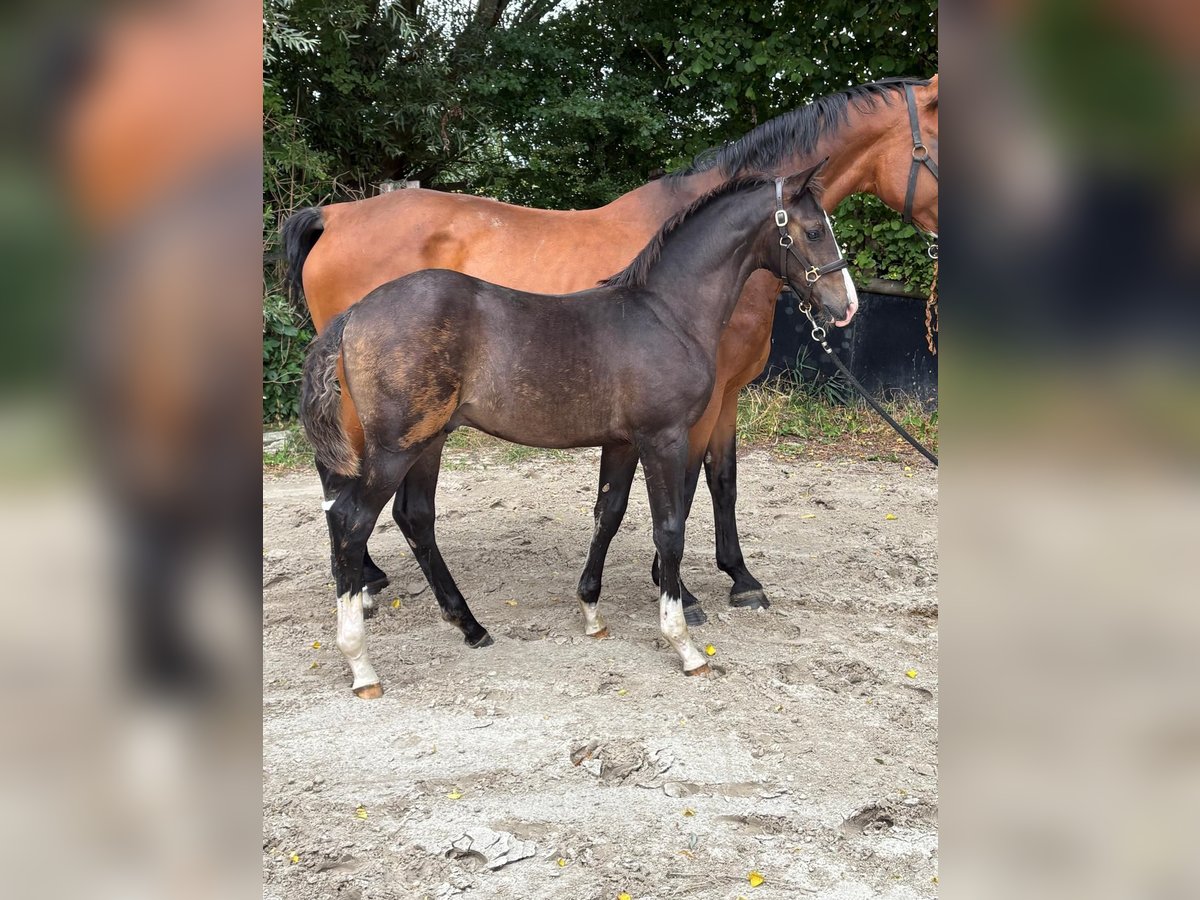 Westfale Hengst Fohlen (04/2025) 171 cm Schwarzbrauner in Senden
