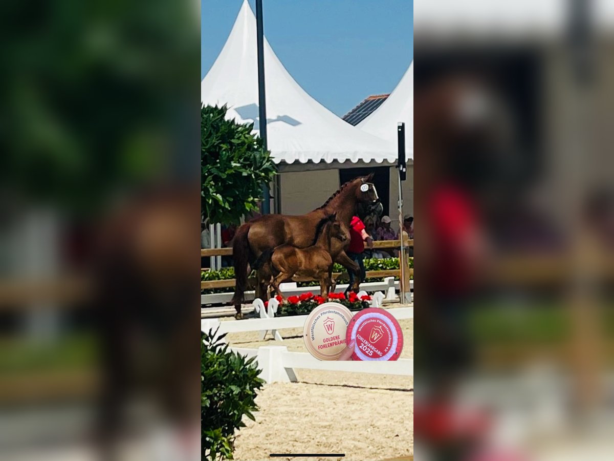 Westfale Hengst Fohlen (04/2025) 172 cm Dunkelbrauner in D&#xFC;lmenD&#xFC;lmen