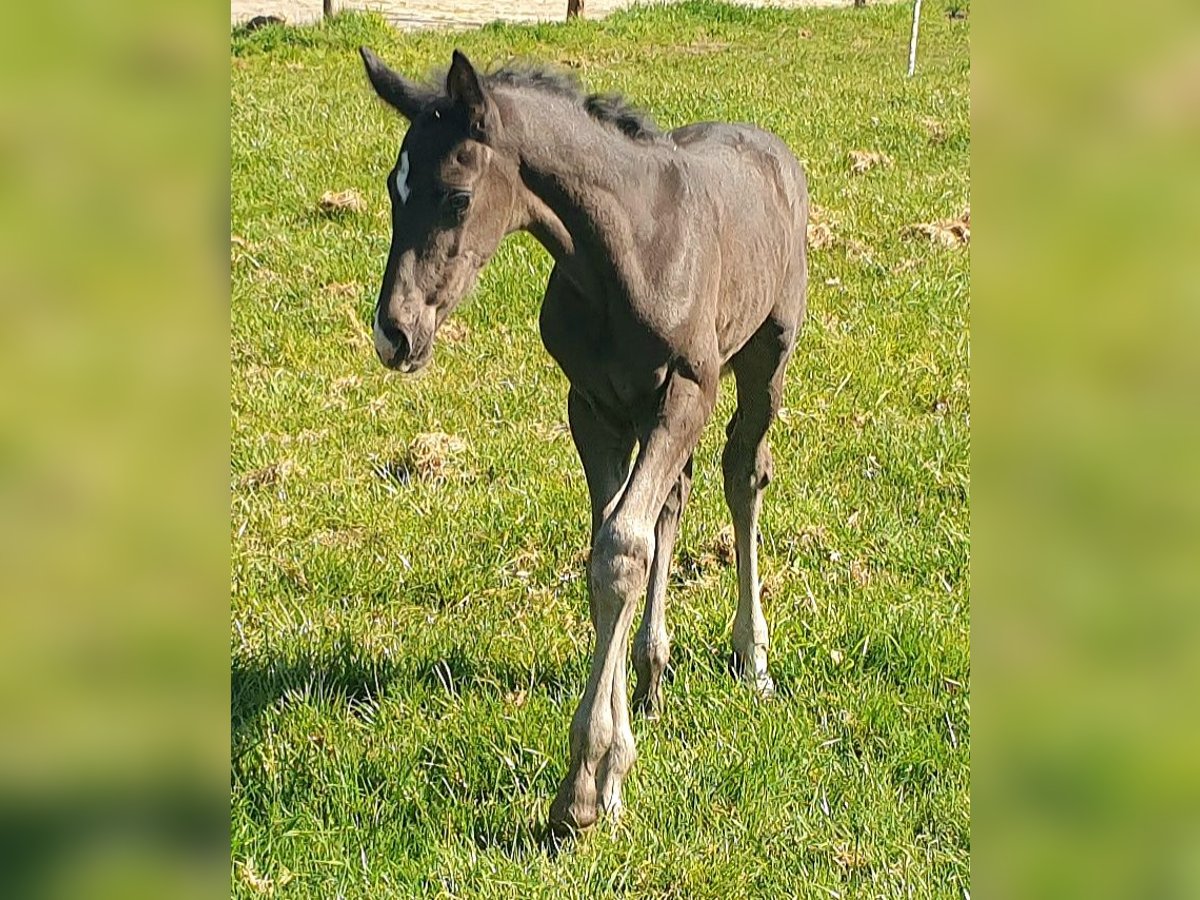 Westfale Hengst  172 cm Rappe in Greven