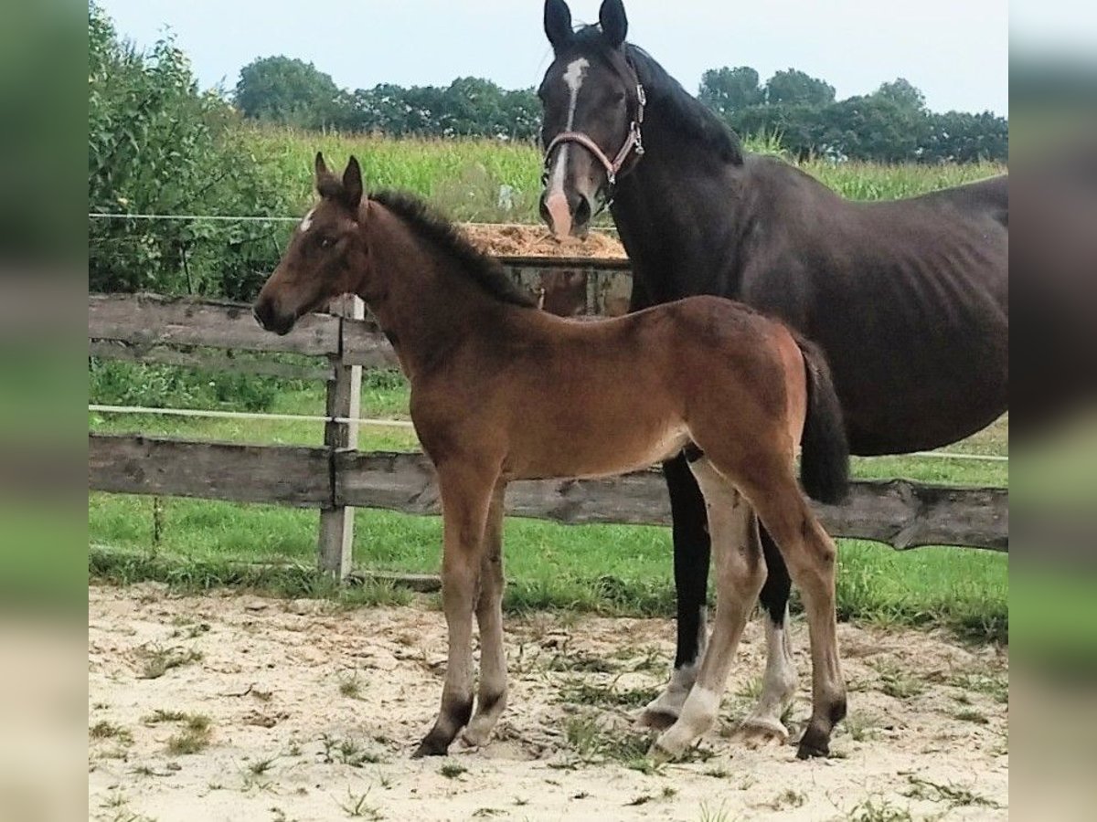 Westfale Hengst Fohlen (06/2025) 172 cm Schwarzbrauner in Lathen