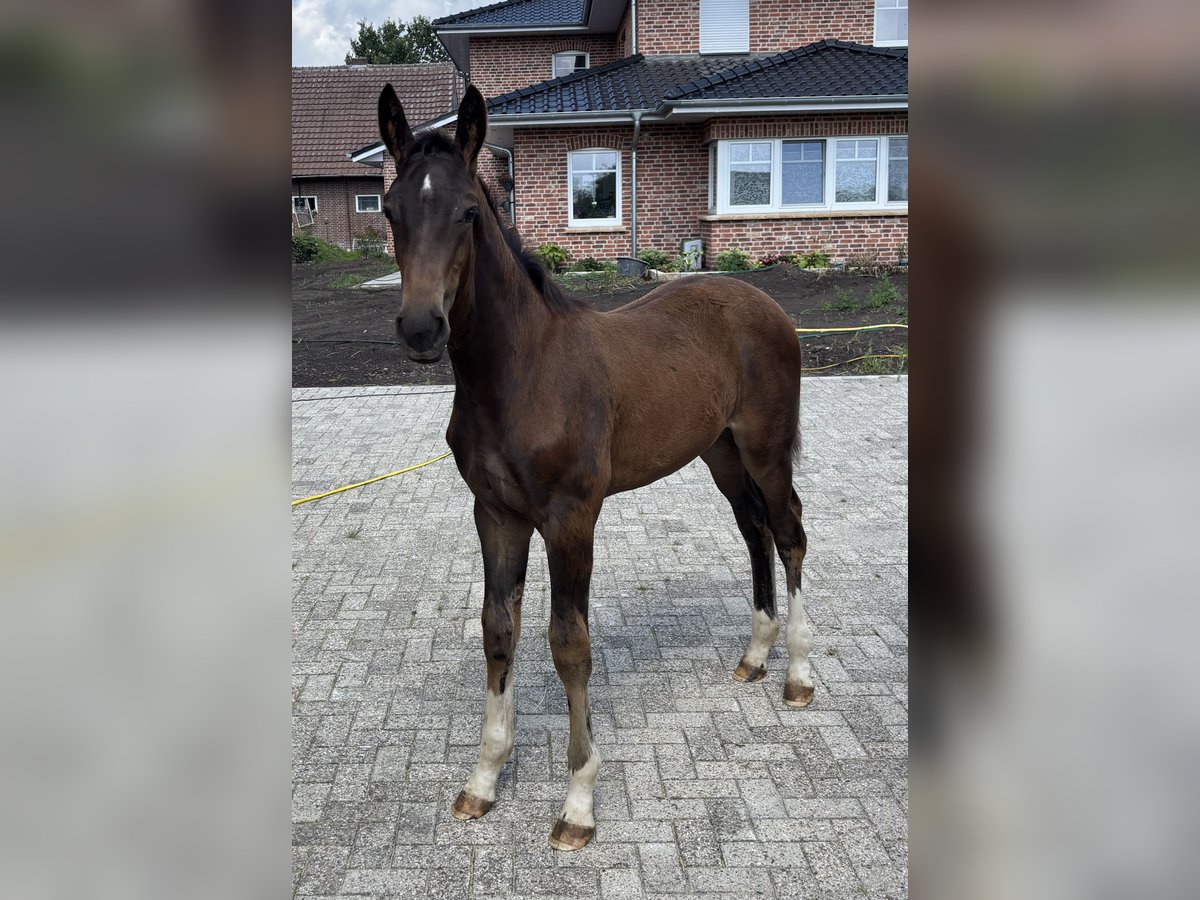 Westfale Hengst Fohlen (04/2025) Dunkelbrauner in Beesten
