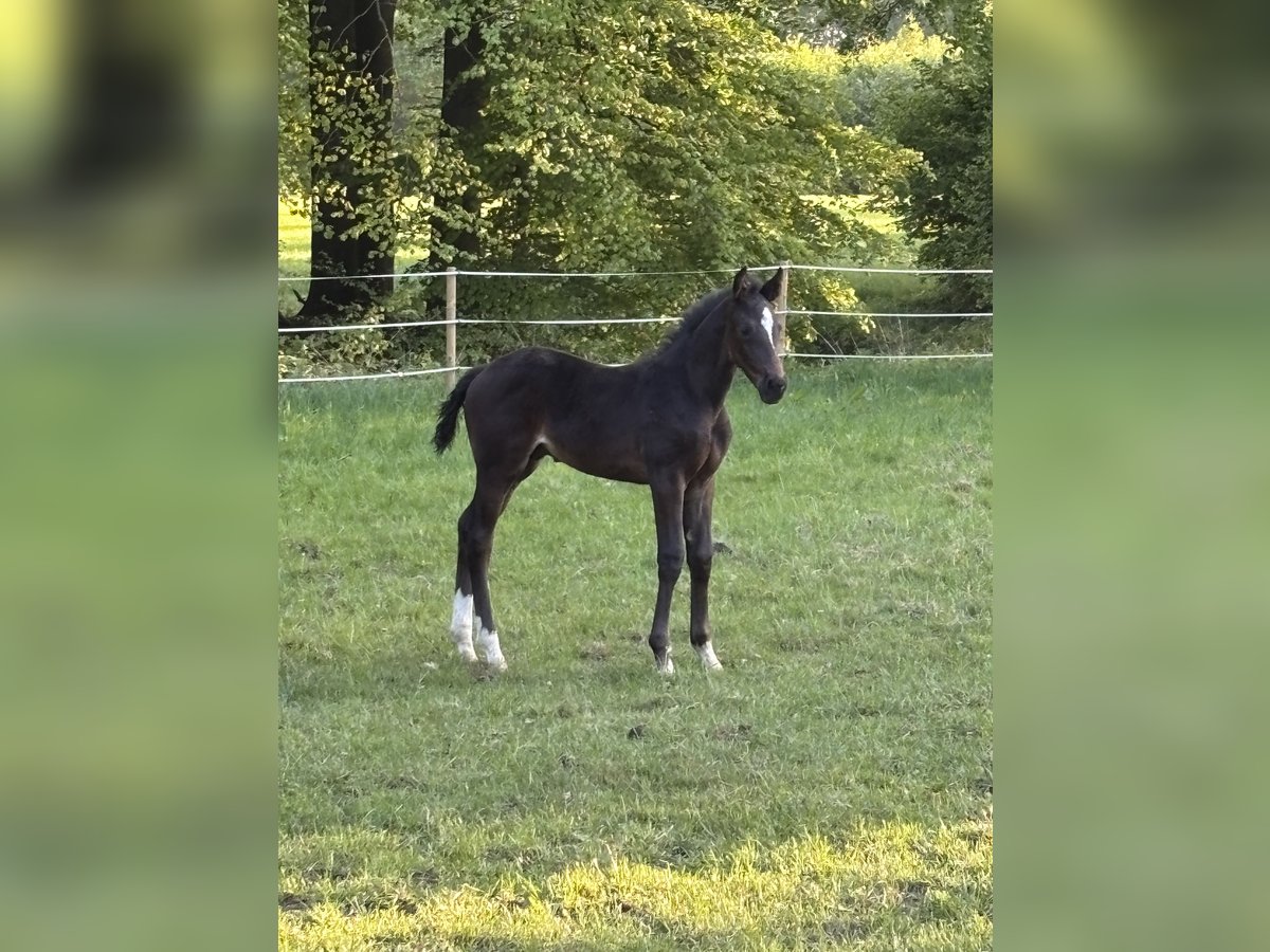 Westfale Hengst  Dunkelbrauner in Greven