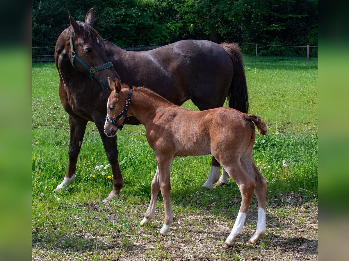 Westfale, Hengst in Ostercappeln