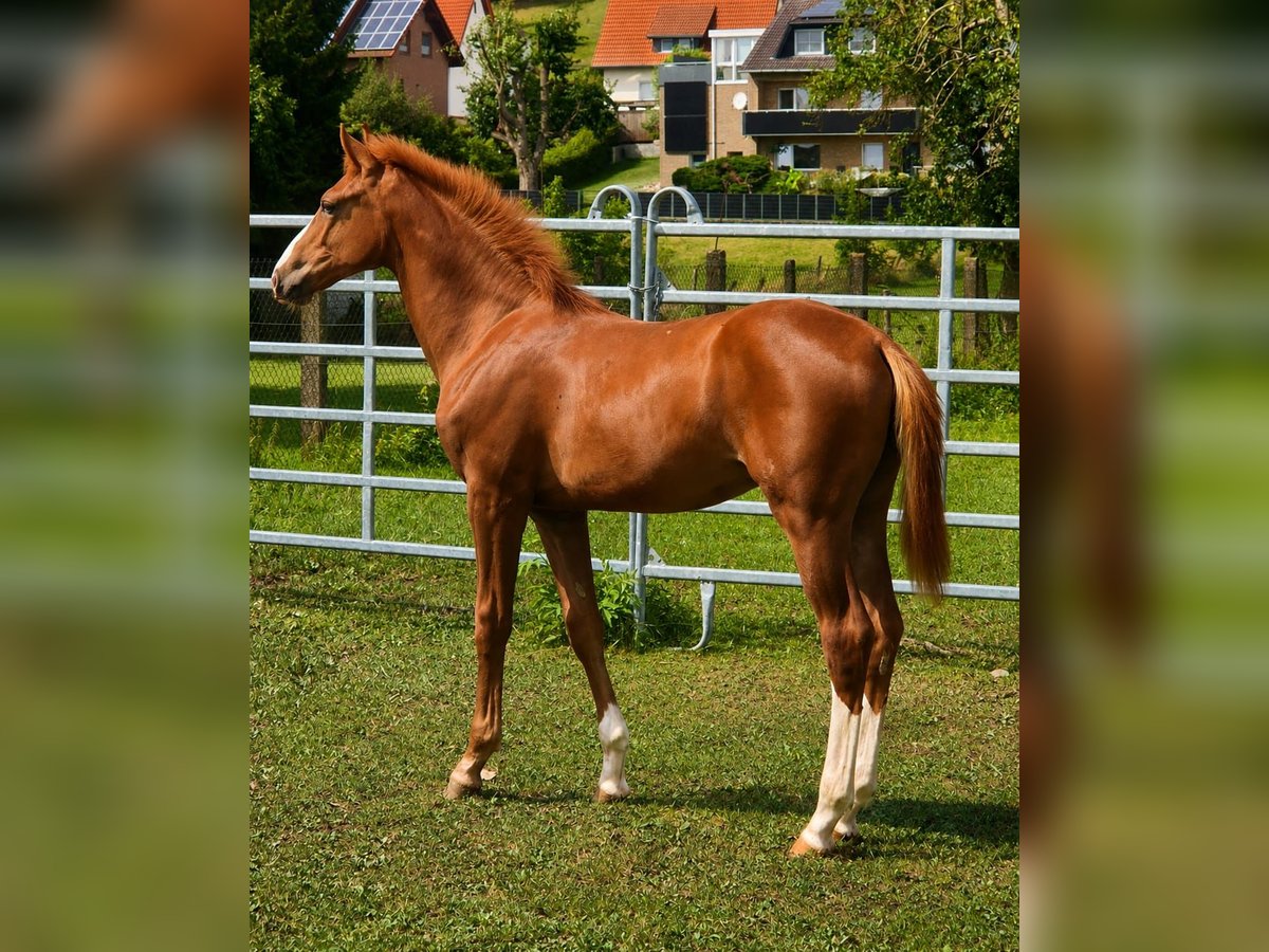 Westfale, Hengst in Borchen