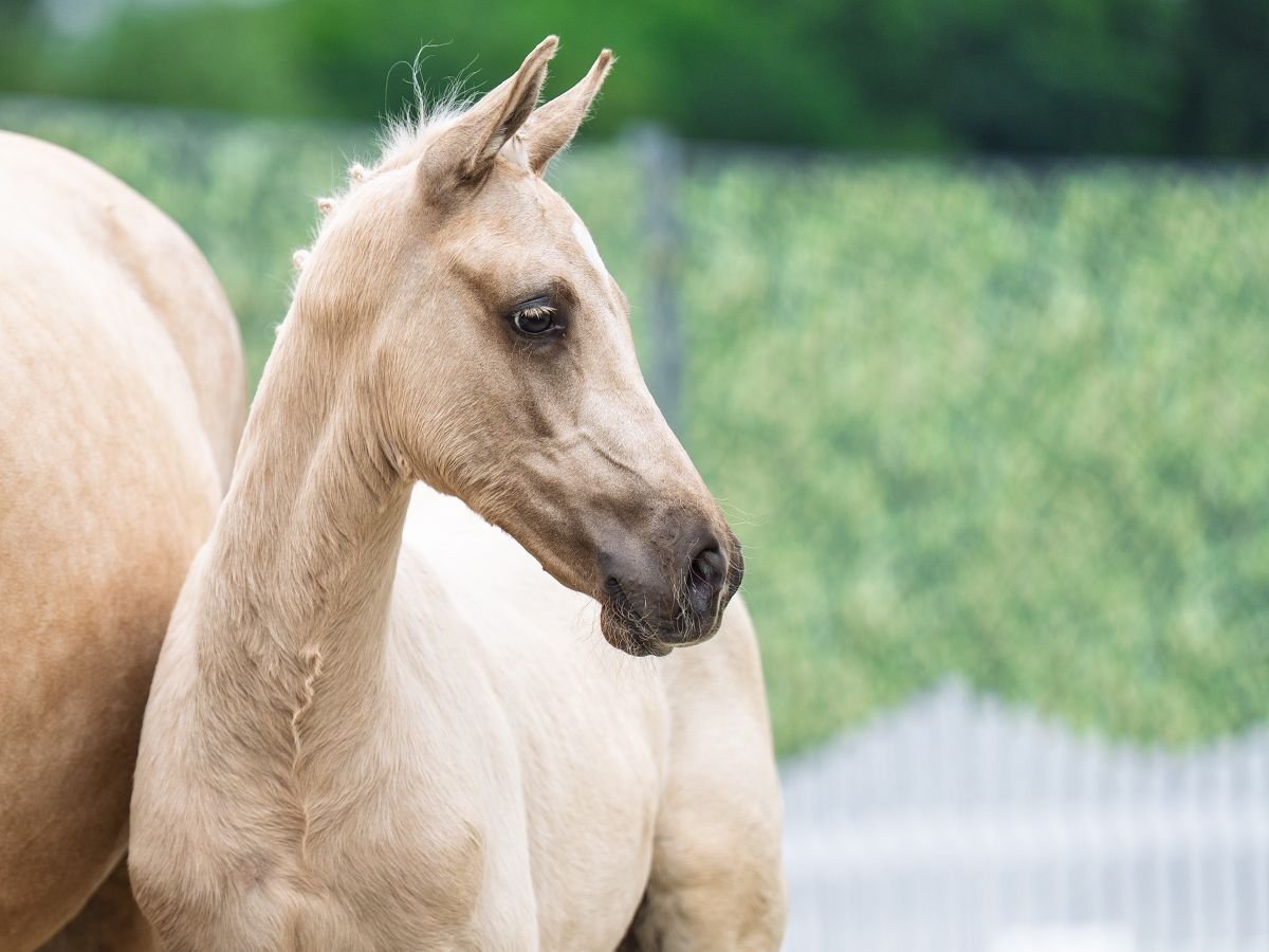 Westfale Hengst  Palomino in M&#xFC;nster Handorf