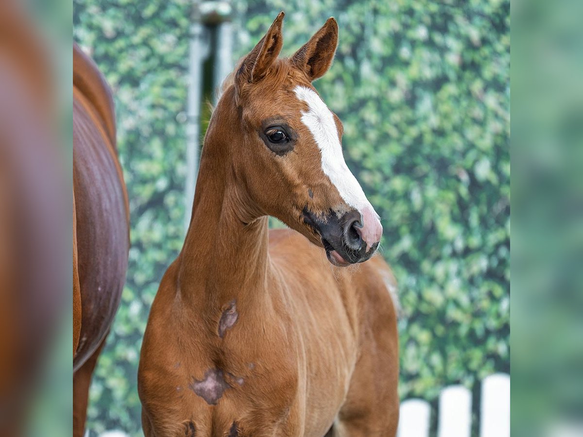 Westfale Hengst Fohlen (05/2025) Palomino in M&#xFC;nster-Handorf