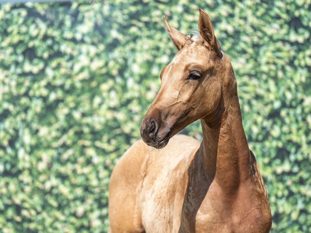 Westfale Hengst  Palomino in M&#xFC;nster Handorf