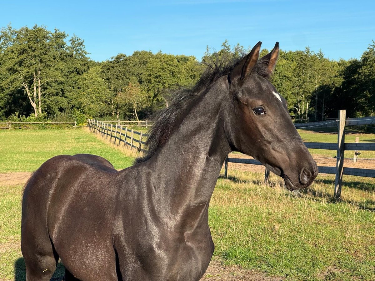 Westfale Hengst Fohlen (05/2025) Rappe in Cuxhaven