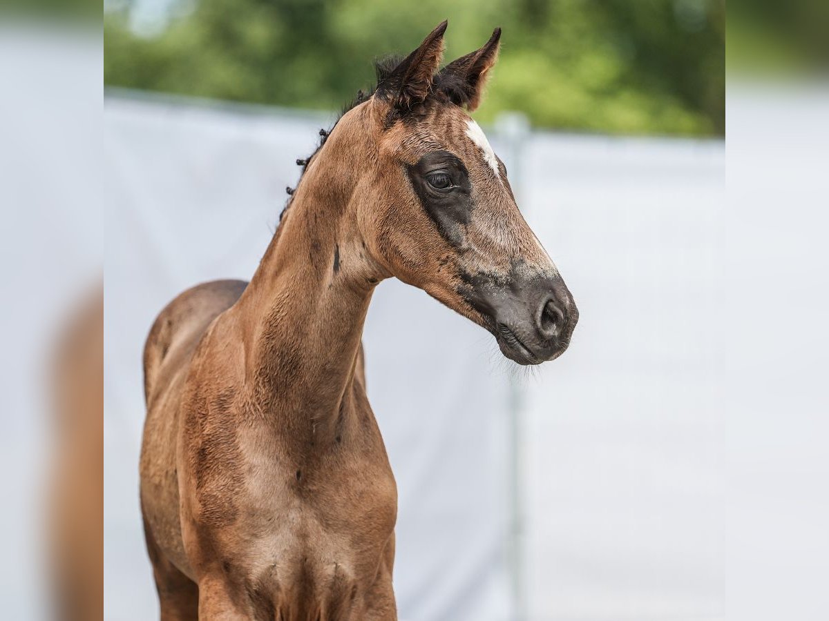 Westfale Hengst Fohlen (06/2024) Rappe in Rheine