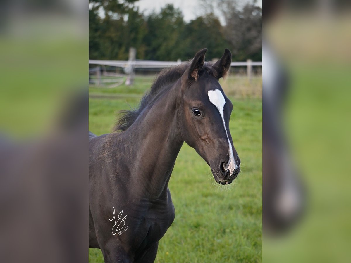 Westfale Hengst  Rappe in Sendenhorst