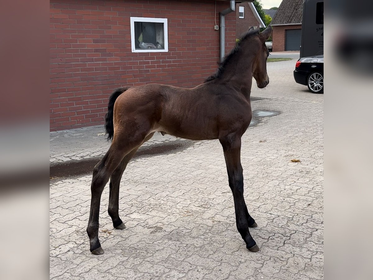 Westfale Hengst  Rotbrauner in Münster