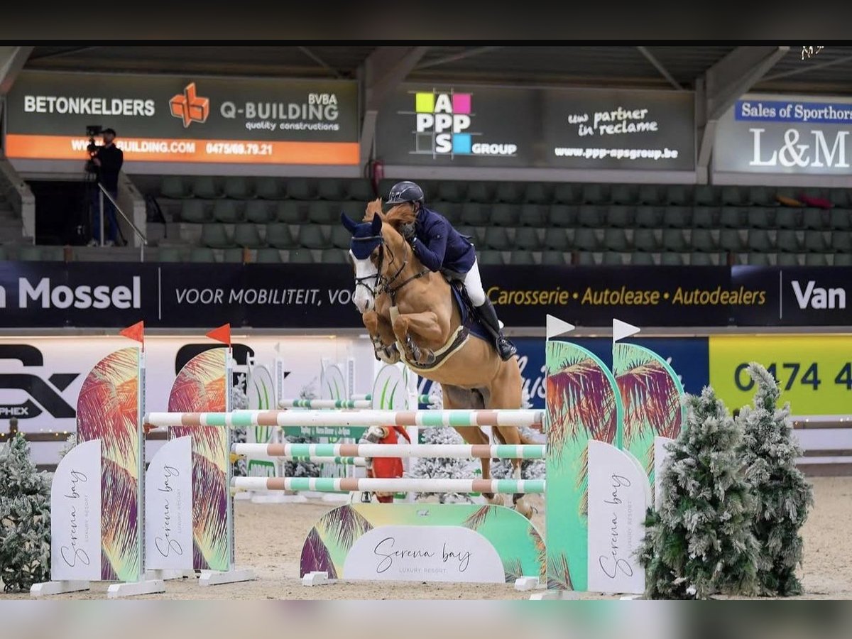 Westfale Stute 10 Jahre 162 cm Fuchs in K&#xF6;ln
