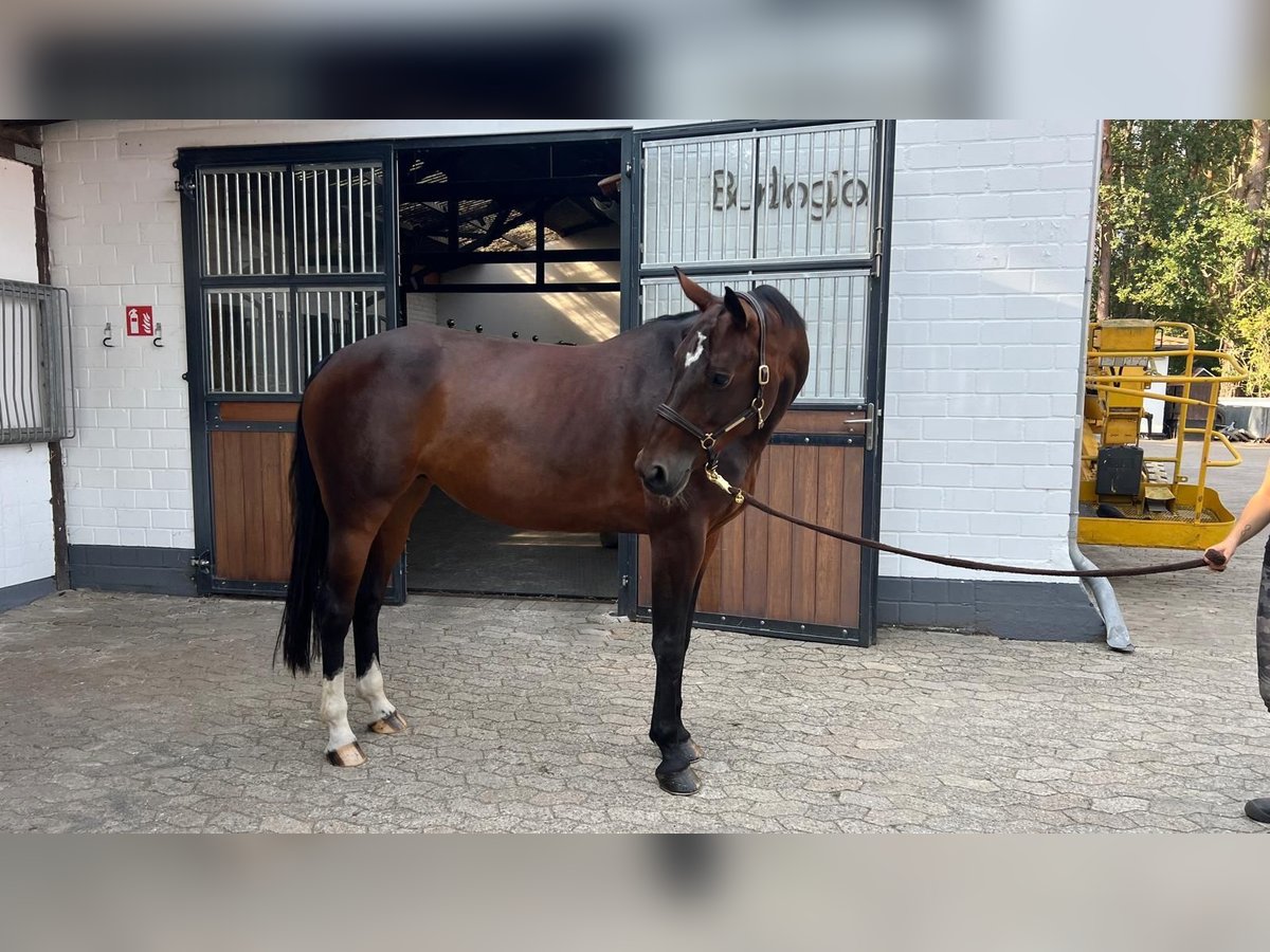 Westfale Stute 10 Jahre 168 cm Brauner in Gifhorn