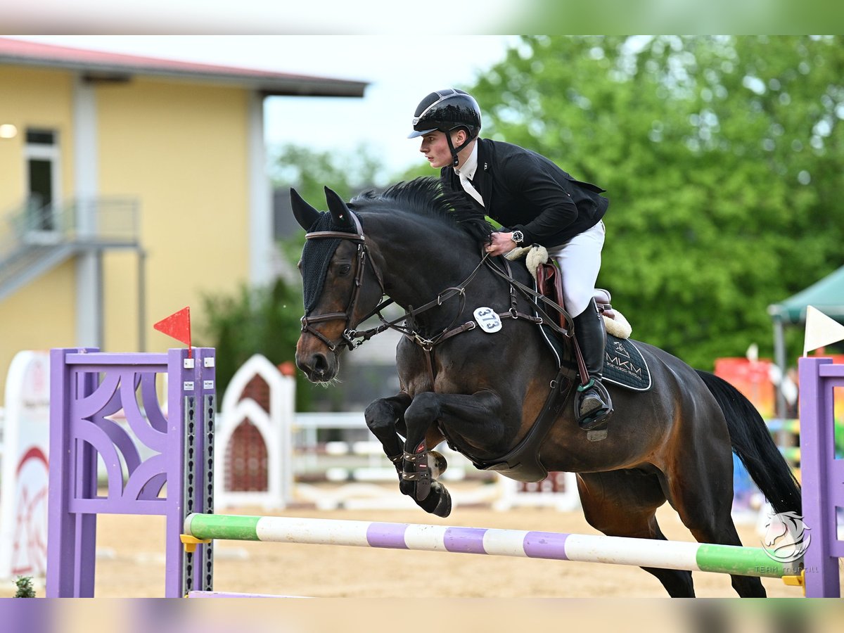 Westfale Stute 10 Jahre 168 cm Brauner in Bratislava