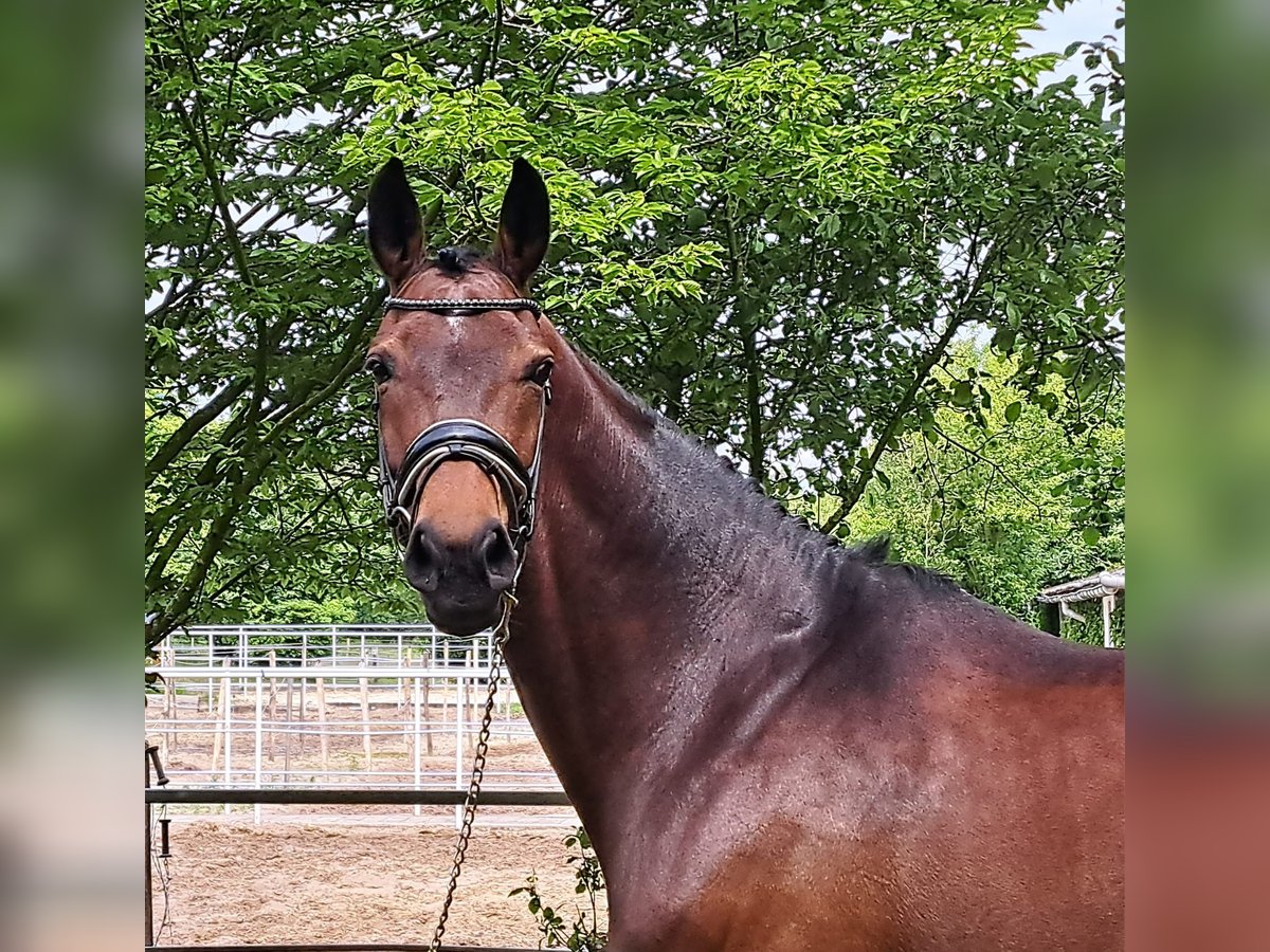 Westfale Stute 10 Jahre 169 cm Brauner in Loxstedt