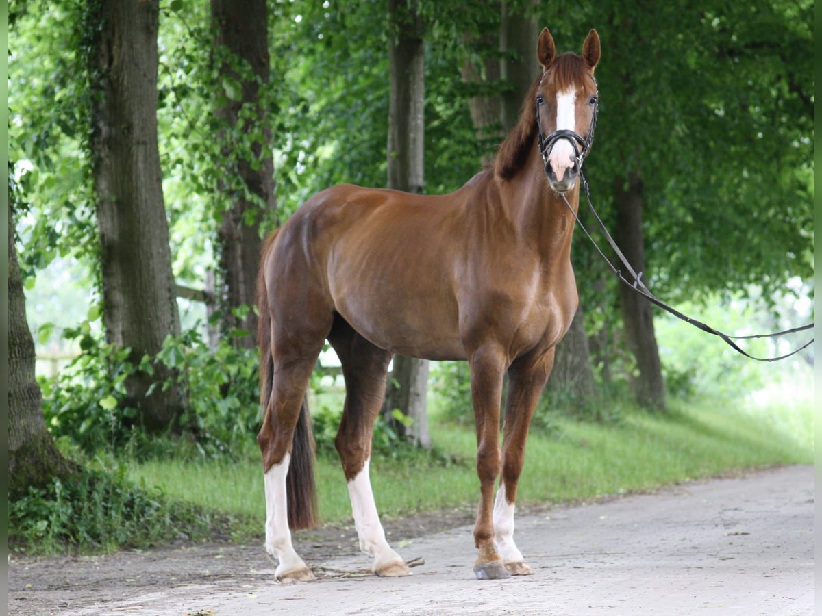 Westfale Stute 10 Jahre 170 cm in Schwerte