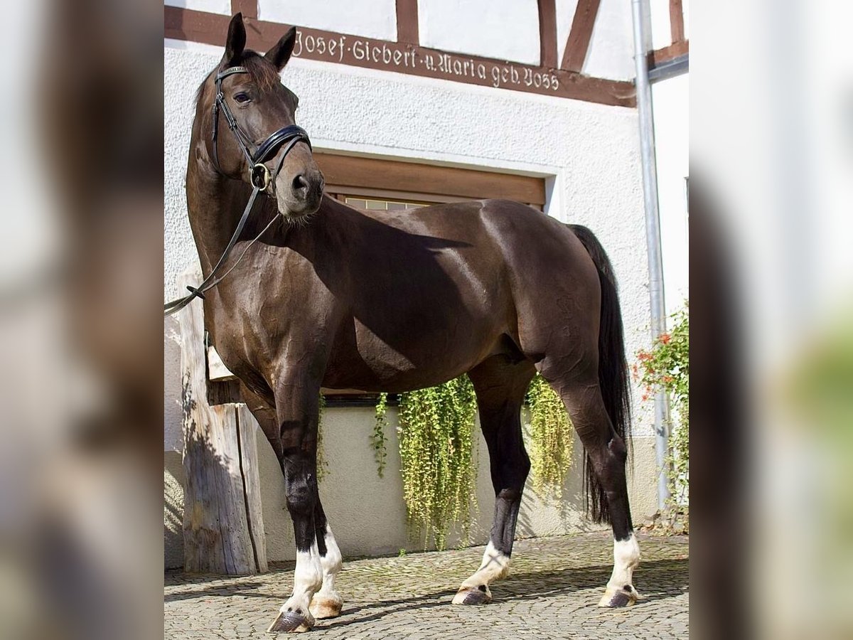 Westfale Stute 10 Jahre 170 cm Dunkelbrauner in Schmallenberg