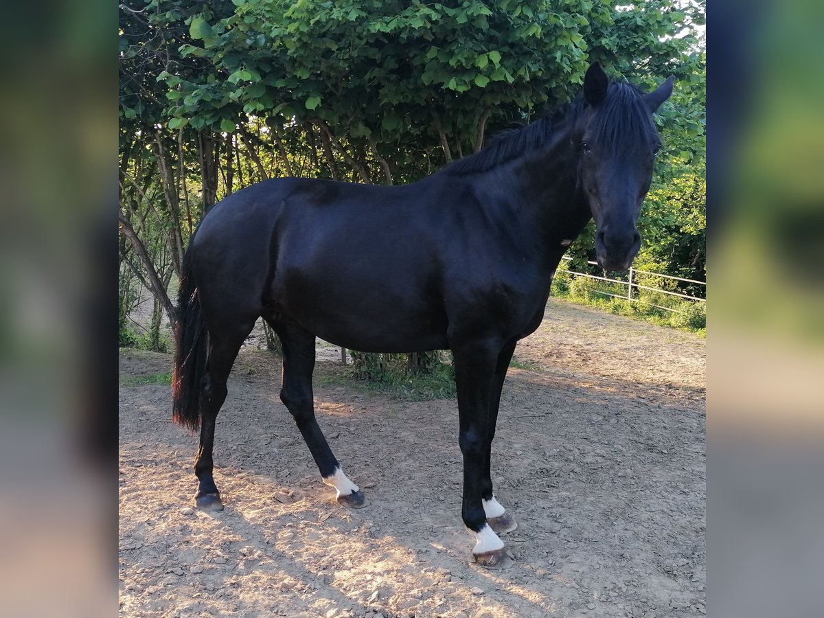 Westfale Stute 10 Jahre 170 cm Rappe in Rehna