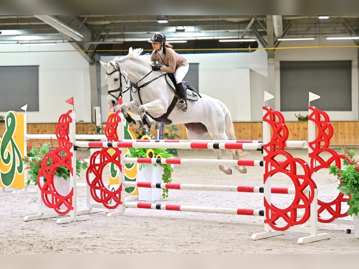 Westfale Stute 10 Jahre 170 cm Schimmel in Wysin