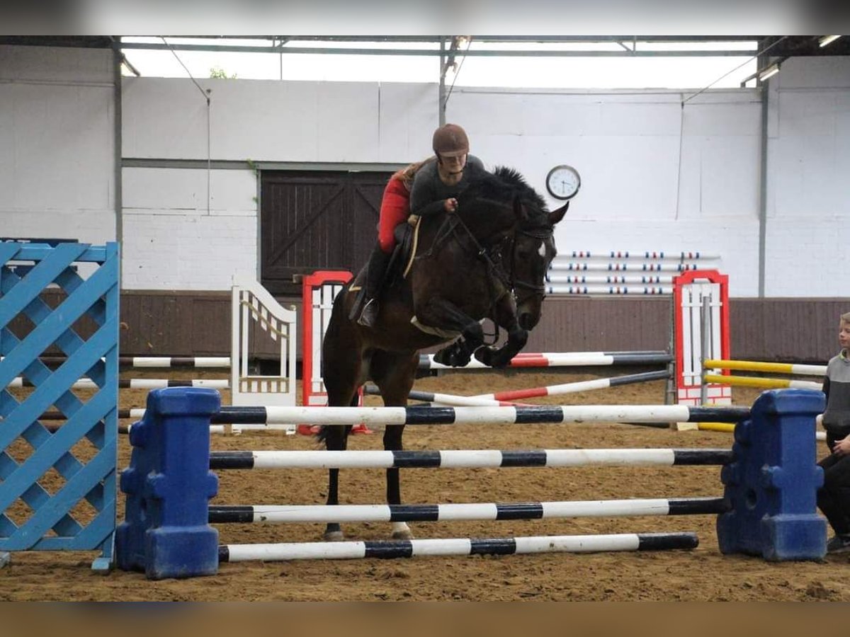Westfale Stute 10 Jahre 172 cm Brauner in Rees