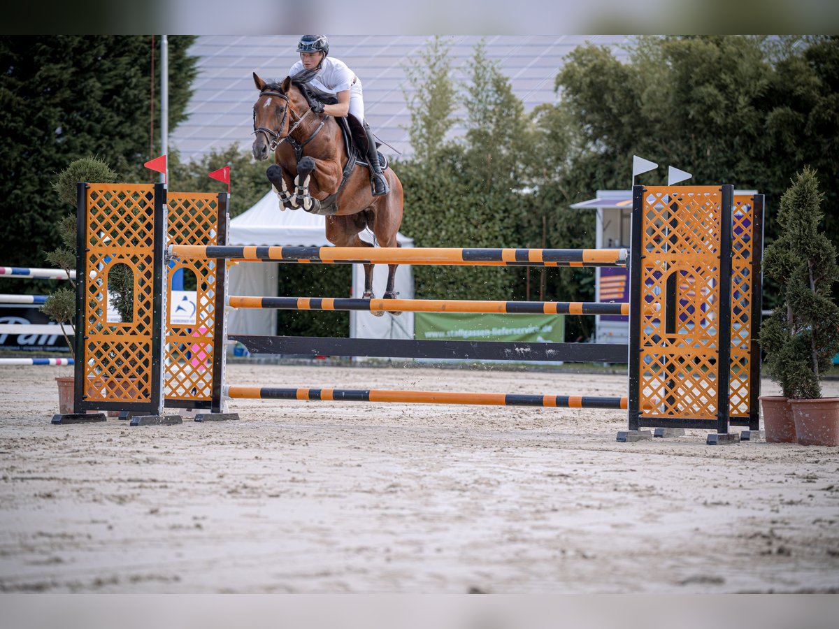 Westfale Stute 10 Jahre 172 cm Brauner in Hürtgenwald