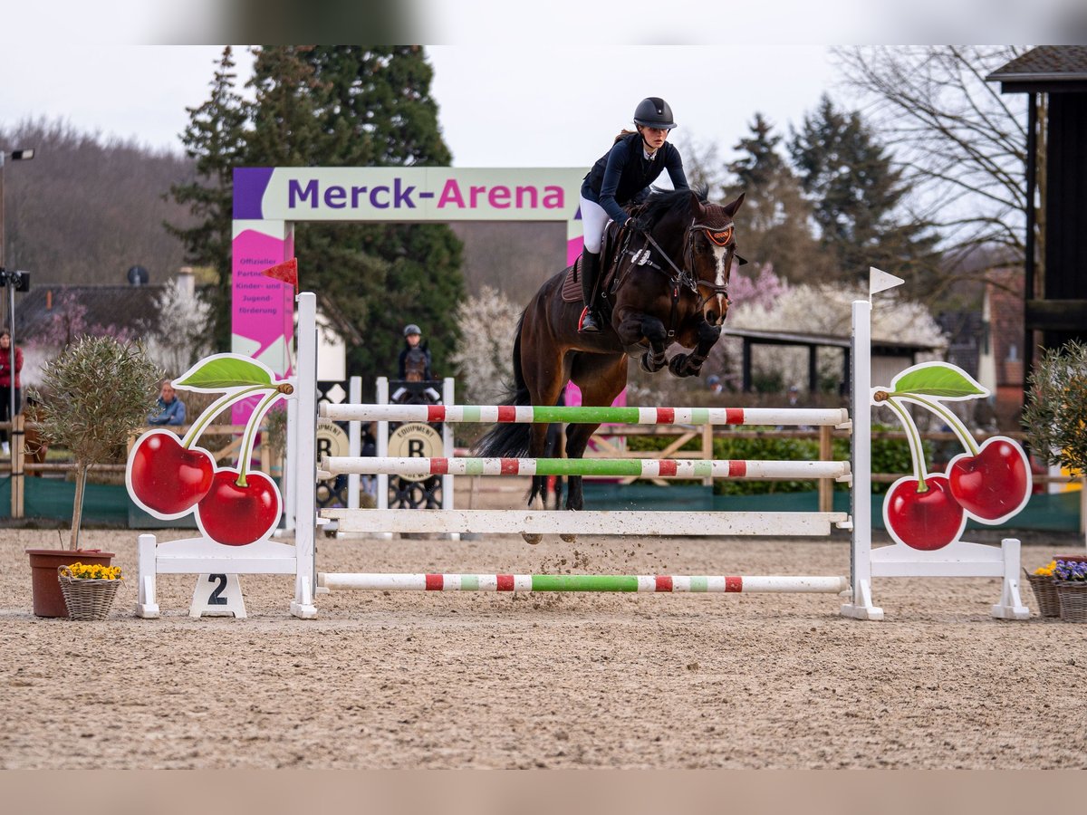 Westfale Stute 10 Jahre 175 cm Brauner in Neunkirchen/Saar