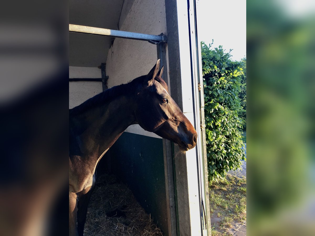 Westfale Stute 11 Jahre 165 cm Dunkelbrauner in NiederkasselNiederkassel