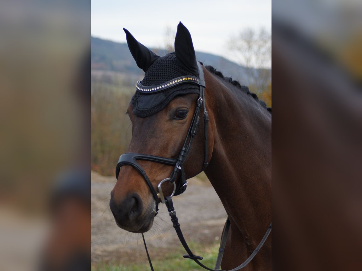 Westfale Stute 11 Jahre 168 cm Brauner in Jena