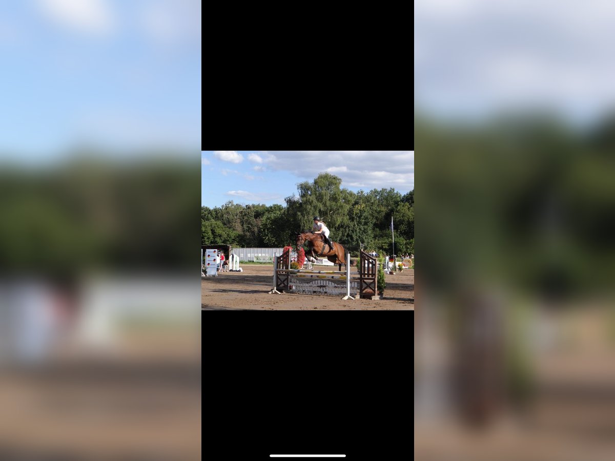 Westfale Stute 11 Jahre 168 cm Brauner in Grevenbroich