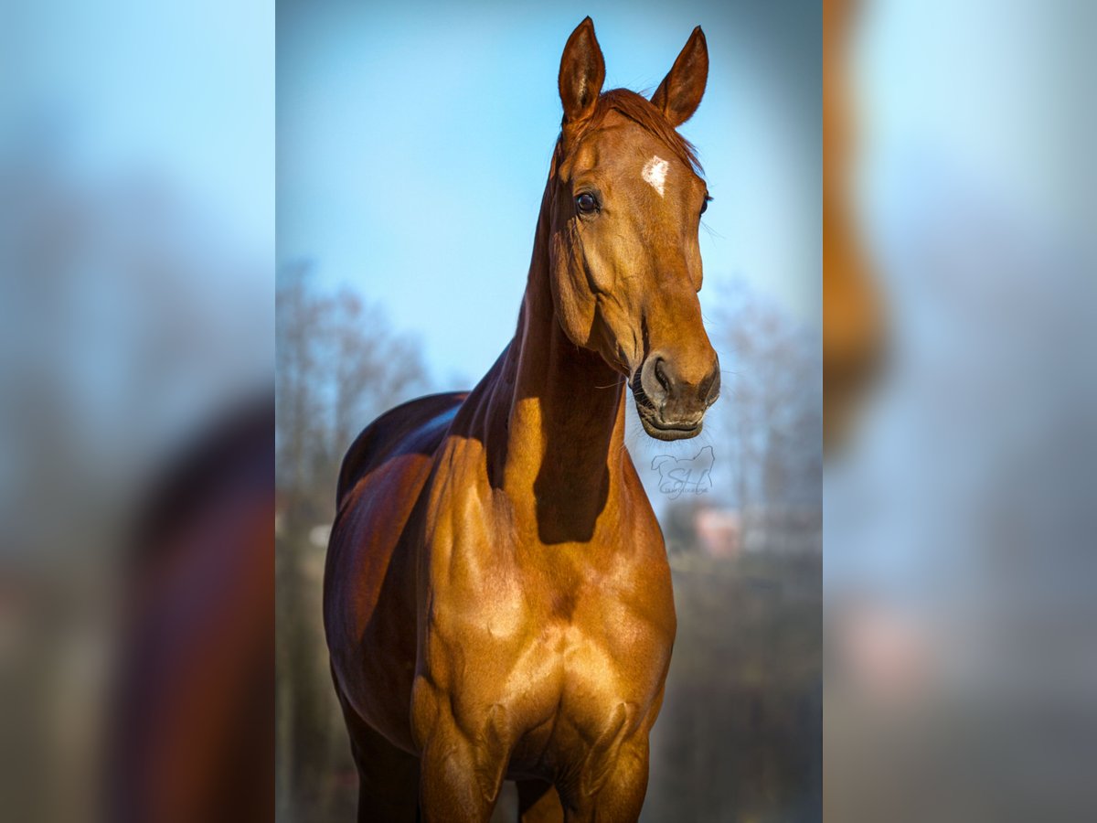 Westfale Stute 11 Jahre 168 cm Fuchs in Passau