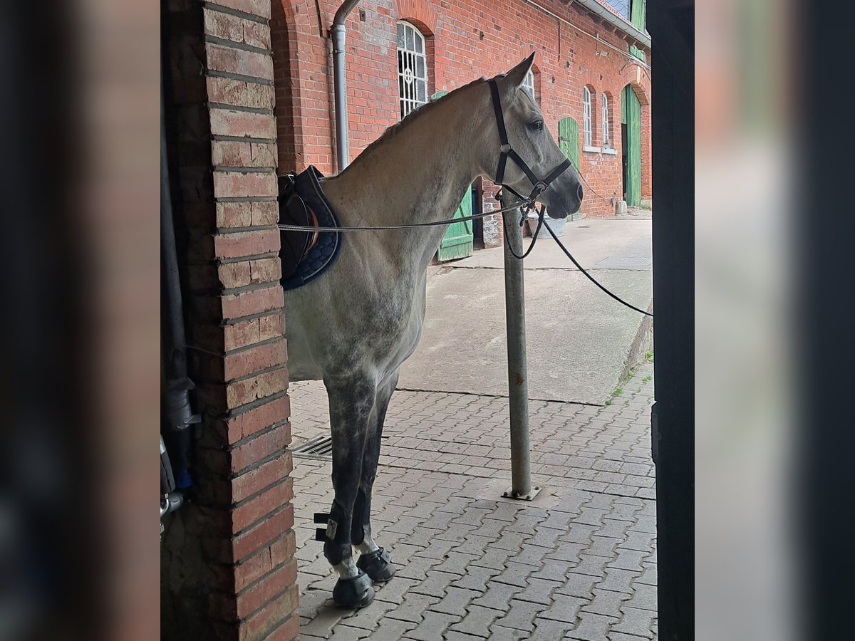 Westfale Stute 11 Jahre 168 cm Schimmel in Porta Westfalica