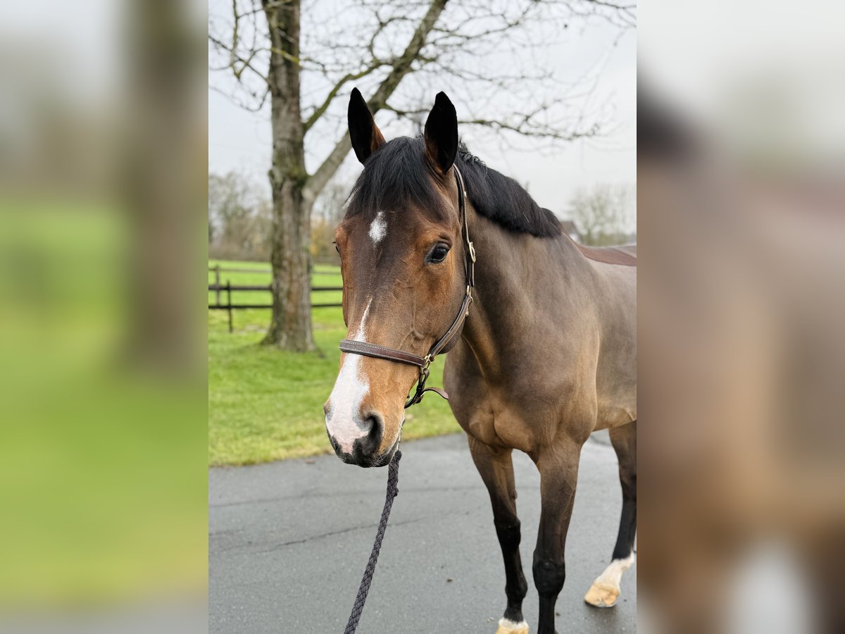 Westfale Stute 11 Jahre 170 cm Brauner in Altenberge