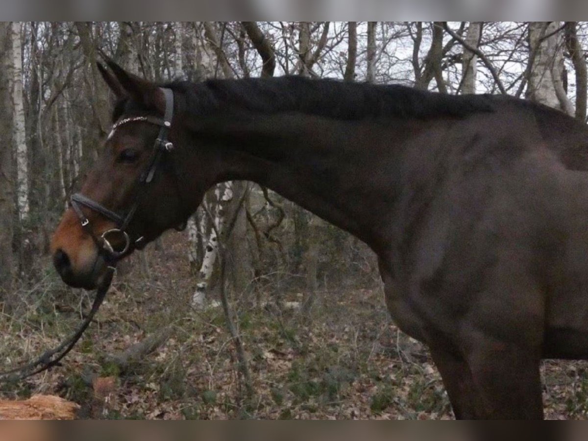Westfale Stute 11 Jahre 175 cm Brauner in Wedel