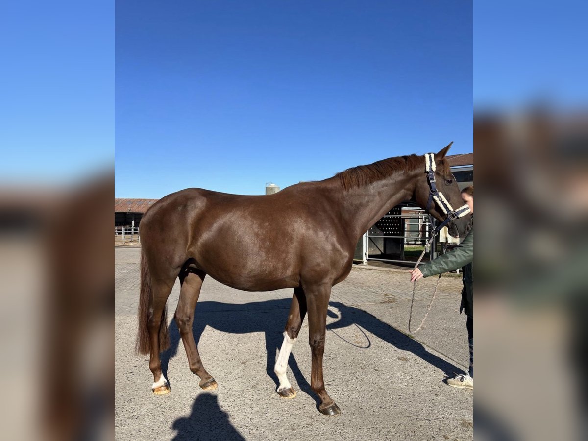 Westfale Stute 11 Jahre 175 cm Dunkelfuchs in Butjadingen