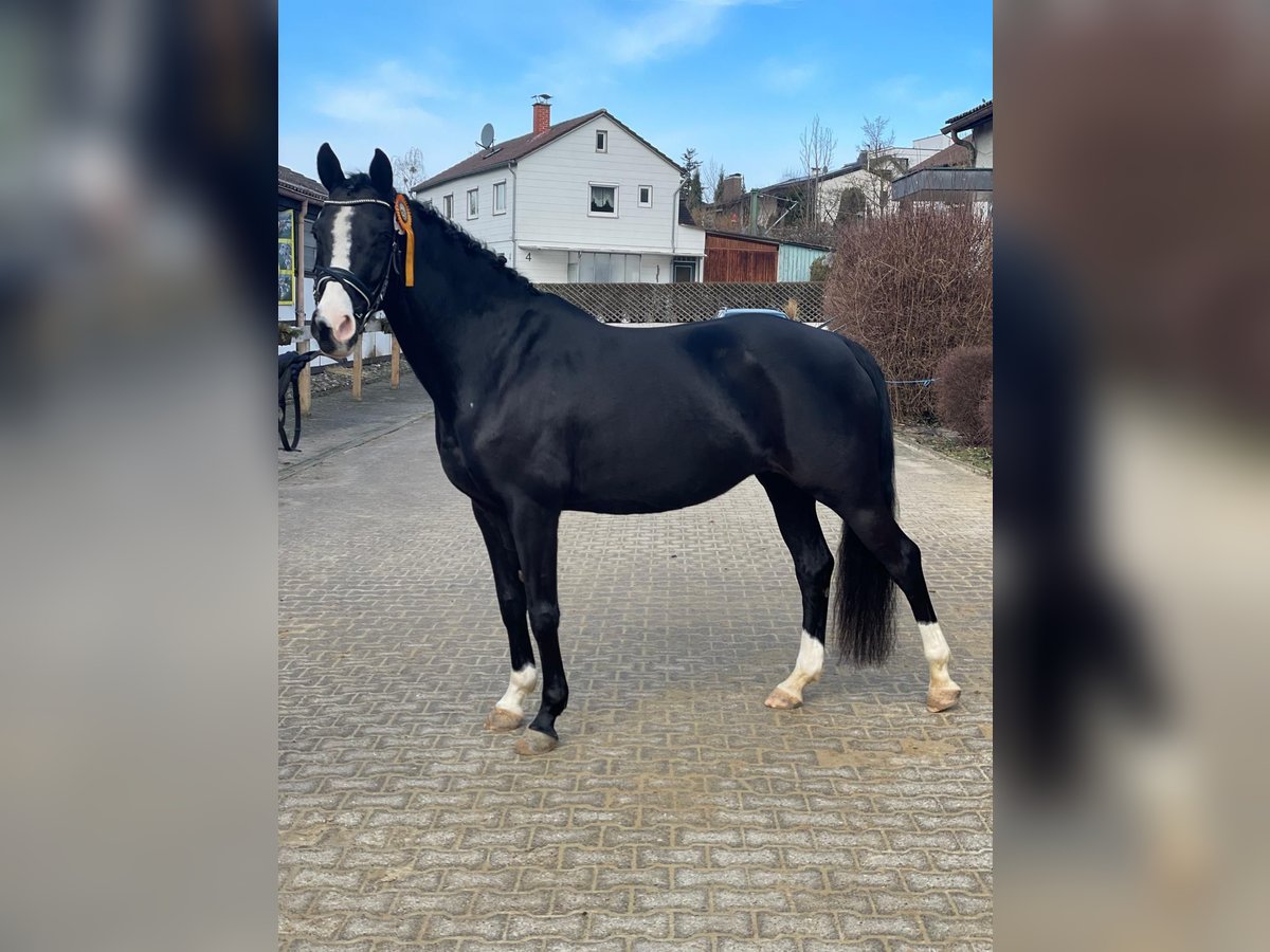 Westfale Stute 12 Jahre 154 cm Rappe in Untergruppenbach