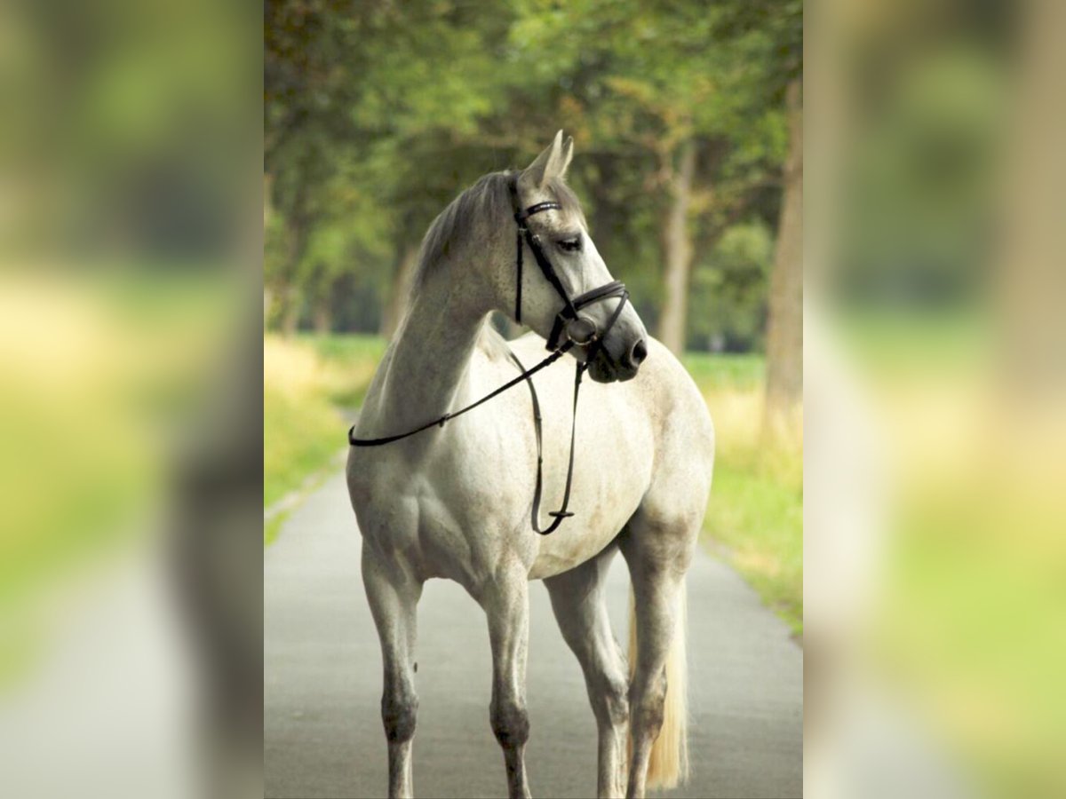 Westfale Stute 12 Jahre 162 cm Schimmel in Sendenhorst